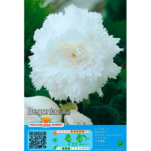 Begonija (Begonia) Fimbriata White interface.art nuotrauka 1 Begonija (Begonia) Fimbriata White interface.image 1 interface.art 76390