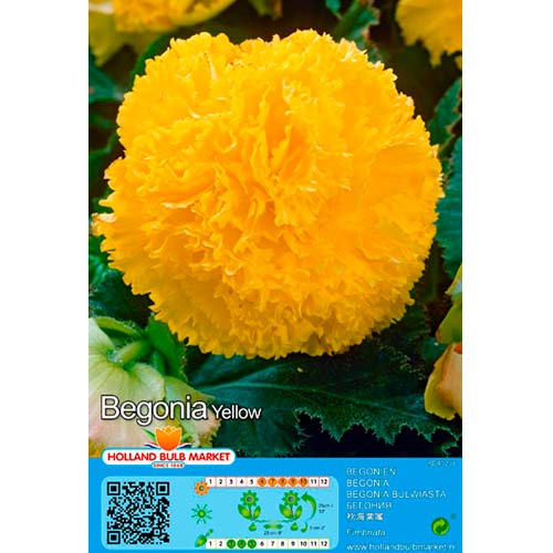 Begonija (Begonia) Fimbriata Yellow interface.art nuotrauka 1 Begonija (Begonia) Fimbriata Yellow interface.image 1 interface.art 76391