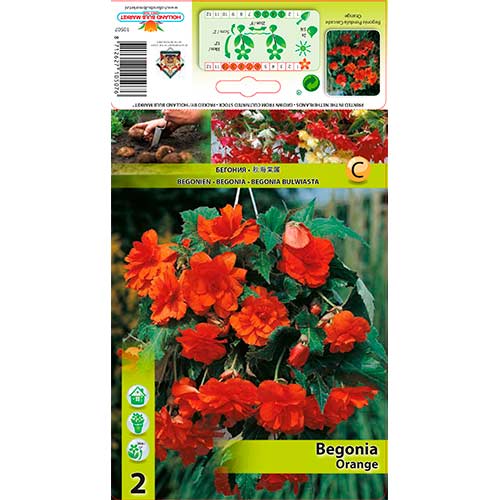 Begonija (Begonia) Orange interface.image 1 interface.art 76189