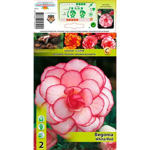 Begonija (Begonia) Picotee White/Red interface.art nuotrauka 1 Begonija (Begonia) Picotee White/Red interface.image 1 interface.art 70356