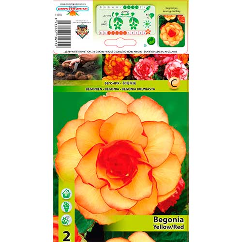 Begonija (Begonia) Picotee Yellow/Red interface.art nuotrauka 1 Begonija (Begonia) Picotee Yellow/Red interface.image 1 interface.art 70357