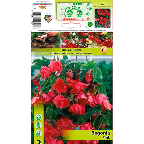 Begonija (Begonia) Pink interface.art nuotrauka 1 Begonija (Begonia) Pink interface.image 1 interface.art 76190