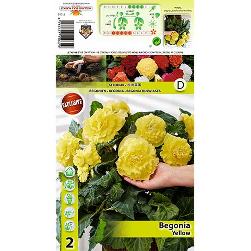 Begonija (Begonia) Yellow interface.art nuotrauka 1 Begonija (Begonia) Yellow interface.image 1 interface.art 70359