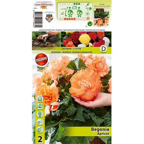 Begonija Ruffled Apricot interface.image 1 interface.art 77826