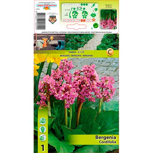 Bergenija (Bergenia) Cordifolia interface.art nuotrauka 1 Bergenija (Bergenia) Cordifolia interface.image 1 interface.art 76193