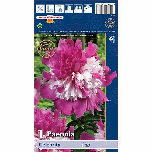 Bijūnas Celebrity interface.image 1 interface.art 76129