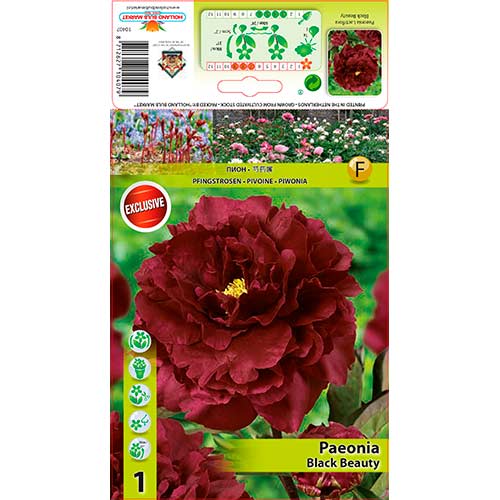 Bijūnas (Paeonia) Black Beauty interface.image 1 interface.art 76335