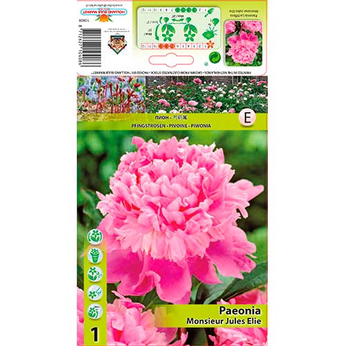 Bijūnas (Paeonia) Monsieur Jules Elie interface.image 1 interface.art 76615