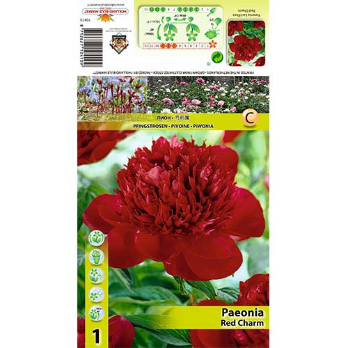 Bijūnas (Paeonia) Red Charm interface.art nuotrauka 1 Bijūnas (Paeonia) Red Charm interface.image 1 interface.art 70444
