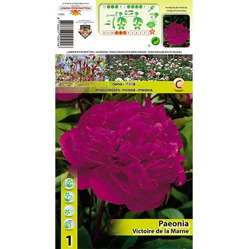 Bijūnas (Paeonia) Victoire de La Marne interface.image 1 interface.art 70445