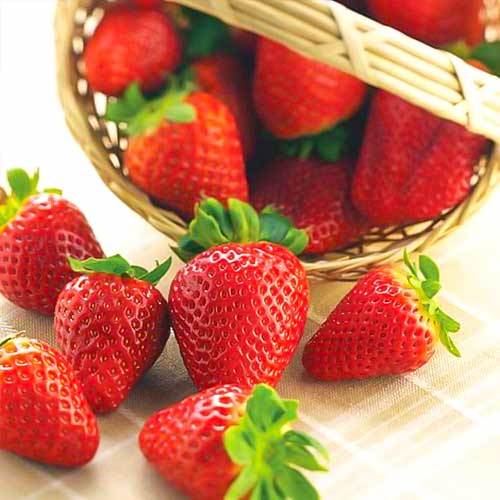 Braškės Albion interface.image 1 interface.art 5392