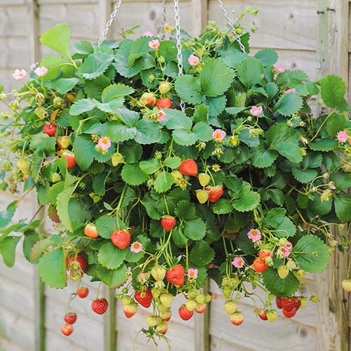 Braškės Ampelnaya interface.image 1 interface.art 5393