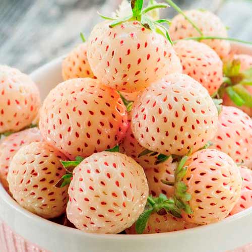 Braškės Ananas interface.image 1 interface.art 5192