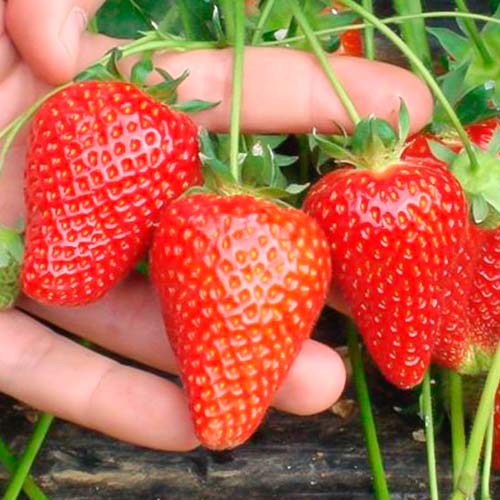 Braškės Asia interface.image 1 interface.art 5394