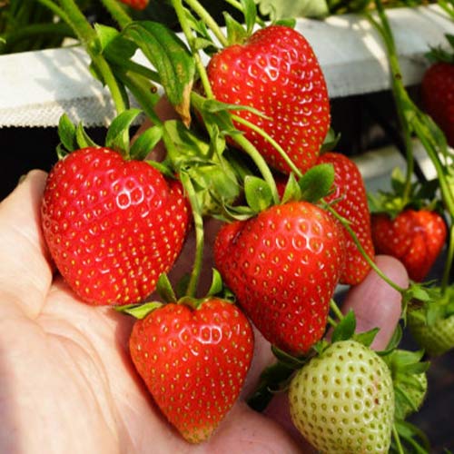 Braškės Daroyal interface.image 1 interface.art 5396