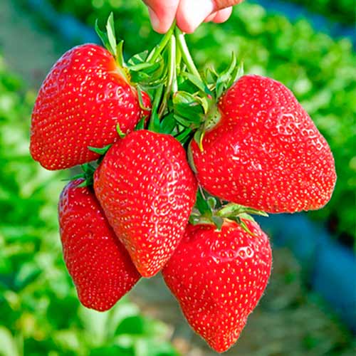 Braškės Darselect interface.image 1 interface.art 5397