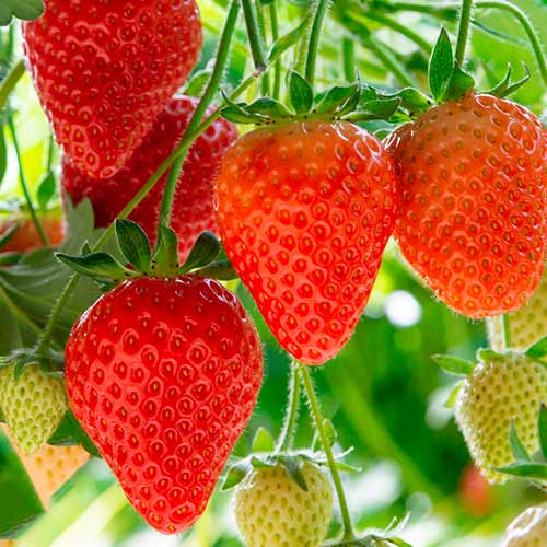 Braškės Elegance interface.art nuotrauka 1 Braškės Elegance interface.image 1 interface.art 5193