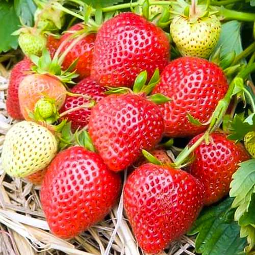 Braškės Elianny interface.image 1 interface.art 5398