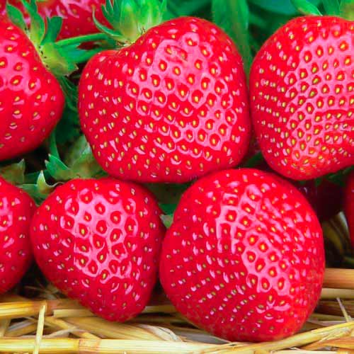 Braškės Fenella interface.image 1 interface.art 5194