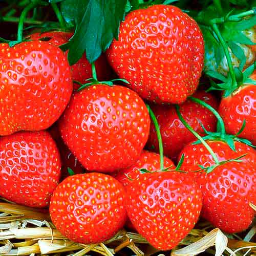 Braškės Fernando interface.image 1 interface.art 5195