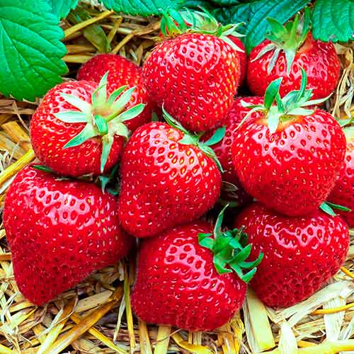 Braškės Florence interface.image 1 interface.art 5400