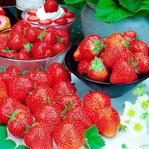 Braškės Francesca interface.image 1 interface.art 5196