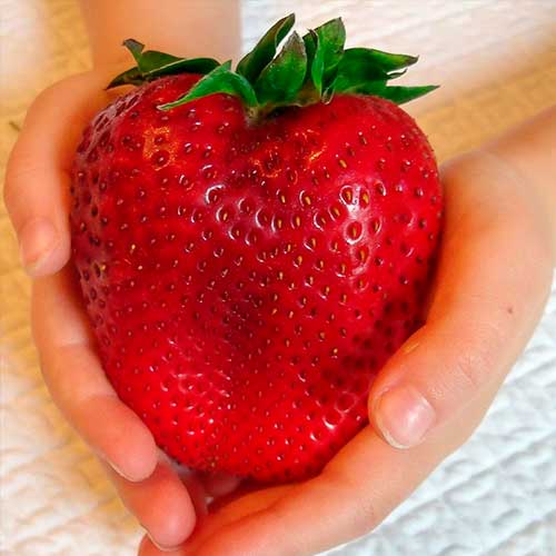 Braškės Gigant interface.image 1 interface.art 5401