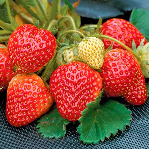 Braškės Honeoye interface.art nuotrauka 1 Braškės Honeoye interface.image 1 interface.art 5402