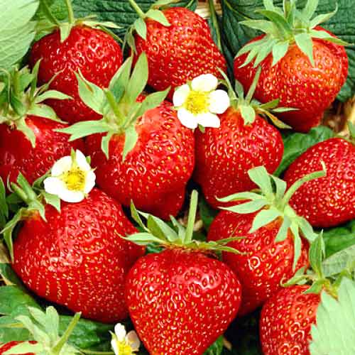 Braškės Kimberly interface.image 1 interface.art 5403