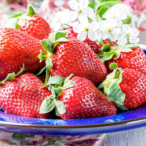 Braškės Korona interface.image 1 interface.art 15831