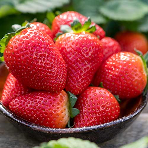 Braškės Lauretta interface.image 1 interface.art 5198