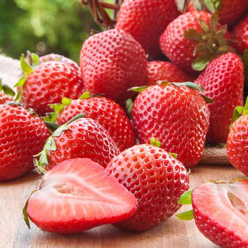 Braškės Malling Centenary interface.image 1 interface.art 1584_1