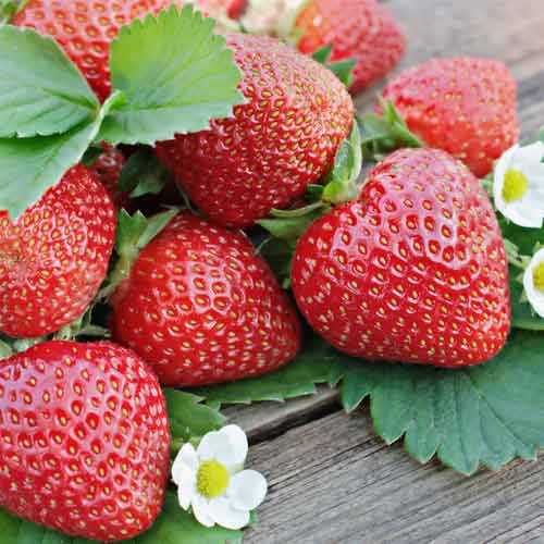 Braškės Renaissance interface.image 1 interface.art 5201