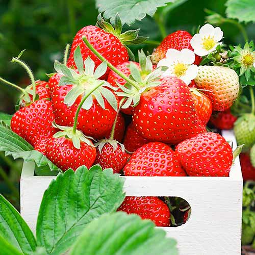 Braškės Romina interface.image 1 interface.art 1585_1