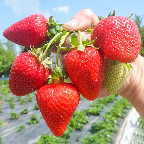 Braškės San Andreas interface.image 1 interface.art 5411