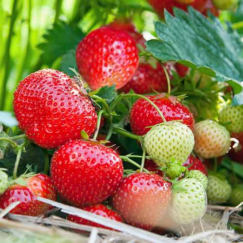 Braškės Vima Tarda interface.image 1 interface.art 5414