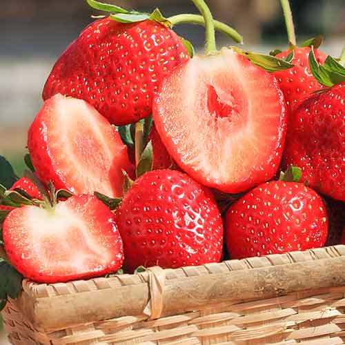 Braškės Vima Zanta interface.image 1 interface.art 5415