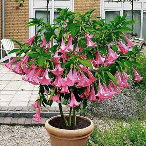 Brugmansija (Brugmansia) Angel's Pink interface.image 1 interface.art 76638