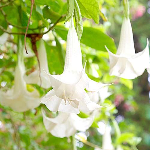 Brugmansija (Brugmansia) Angel‘s White interface.art nuotrauka 1 Brugmansija (Brugmansia) Angel‘s White interface.image 1 interface.art 76636