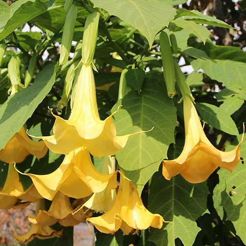 Brugmansija (Brugmansia) Angel‘s Yellow interface.art nuotrauka 1 Brugmansija (Brugmansia) Angel‘s Yellow interface.image 1 interface.art 76637