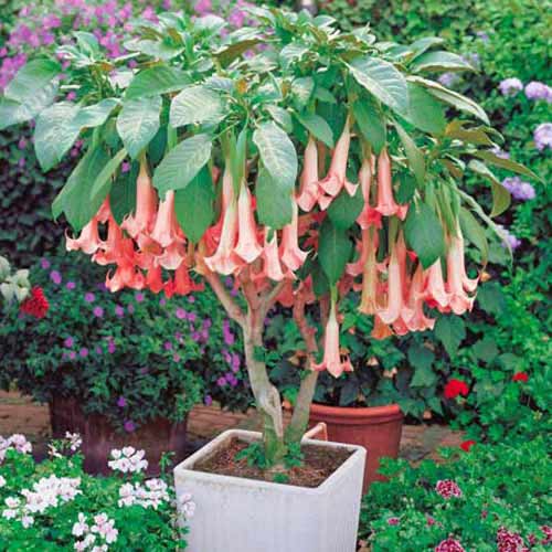 Brugmansija (Brugmansia) Pink interface.art nuotrauka 1 Brugmansija (Brugmansia) Pink interface.image 1 interface.art 76640