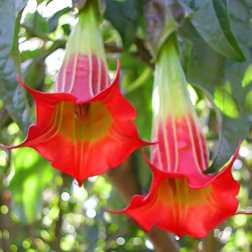 Brugmansija (Brugmansia) Red interface.image 1 interface.art 76641