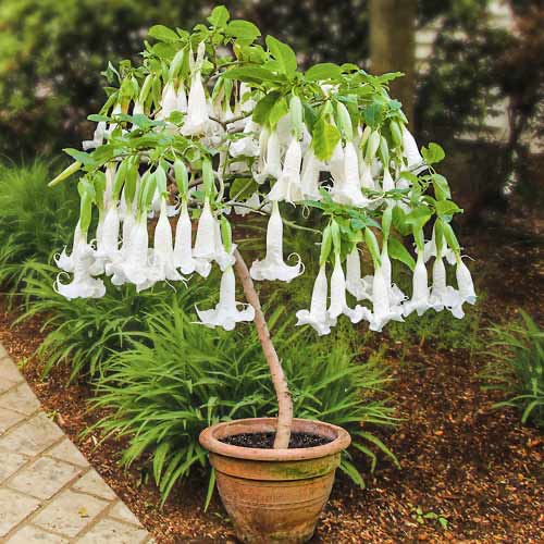 Brugmansija (Brugmansia) White interface.art nuotrauka 1 Brugmansija (Brugmansia) White interface.image 1 interface.art 76635