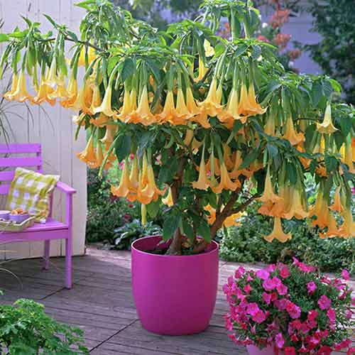 Brugmansija (Brugmansia) Yellow interface.image 1 interface.art 76639