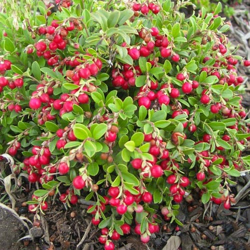 Bruknės Koralle interface.image 1 interface.art 9207