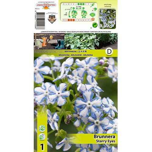Brunera (Brunnera) Starry Eyes interface.art nuotrauka 1 Brunera (Brunnera) Starry Eyes interface.image 1 interface.art 70361