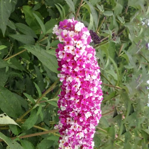 Buddleja Dawida Berries and Cream, С2 interface.image 1 interface.art 5461