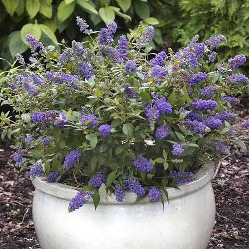 Budlėja davido Blue Chip Jr PBR, С3 interface.image 1 interface.art 8511