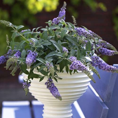 Budlėja davido Lilac Chip PBR, С3 interface.image 1 interface.art 8513