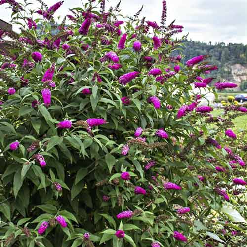 Budlėja davido Miss Ruby PBR, С3 interface.image 1 interface.art 8514